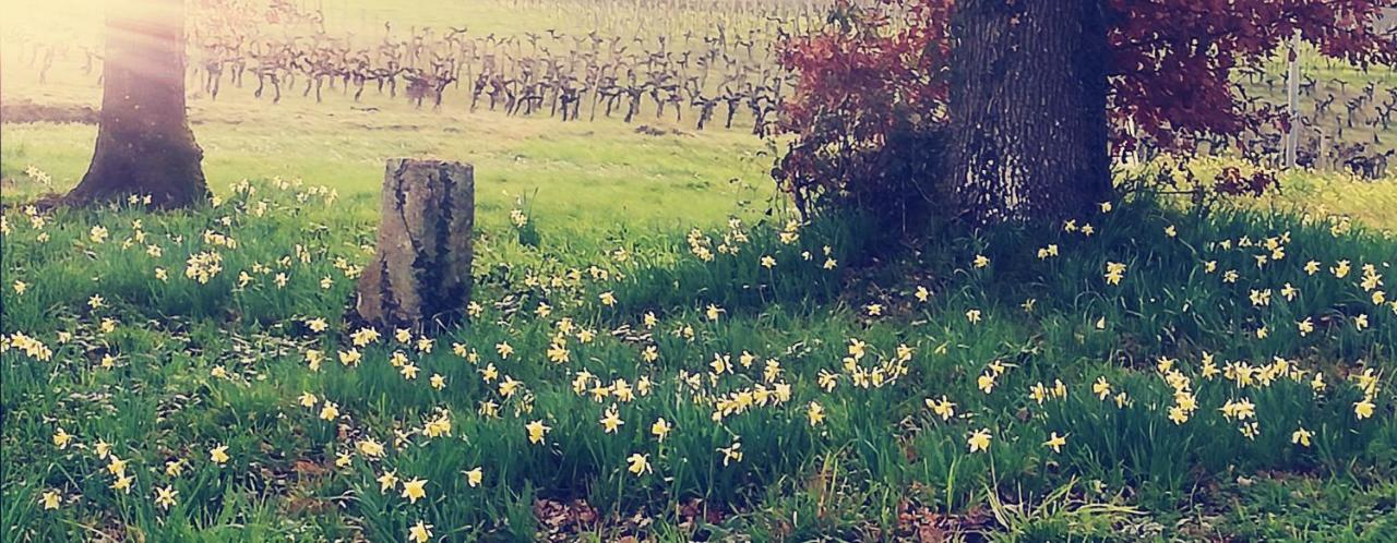 Saint-Genès-de-Castillon Moulin De Bigorreヴィラ エクステリア 写真
